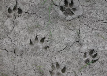 How Vital Is Understanding Animal Tracks for Survivalists?
