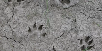 How Vital Is Understanding Animal Tracks for Survivalists?