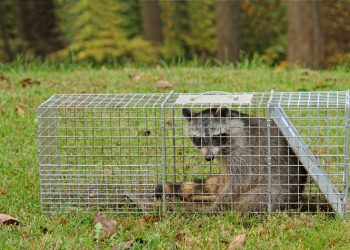 What Are the Best Methods for Trapping Small Game in Fieldcraft?