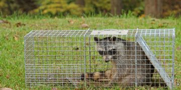 What Are the Best Methods for Trapping Small Game in Fieldcraft?