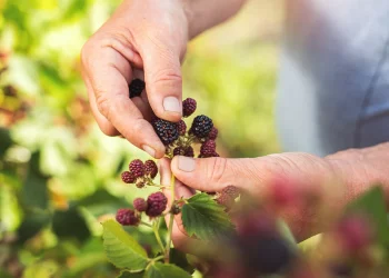 Why Is Knowledge of Local Flora and Fauna Essential for Fieldcraft?