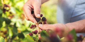 Why Is Knowledge of Local Flora and Fauna Essential for Fieldcraft?
