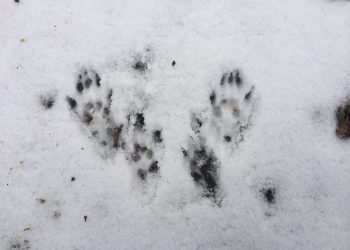 Can Your Tent Withstand a 100 MPH Windstorm?