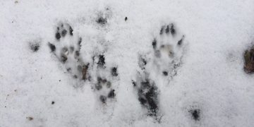 Can Your Tent Withstand a 100 MPH Windstorm?