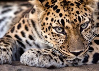 Can You Identify the Rare Wildlife Along Your Path?