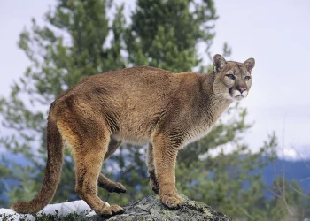 What Would You Do if You Encountered a Predator on Your Trail?