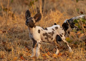 Can You Identify Which Animals Are Safe to Eat in the Wilderness?