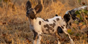 Can You Identify Which Animals Are Safe to Eat in the Wilderness?