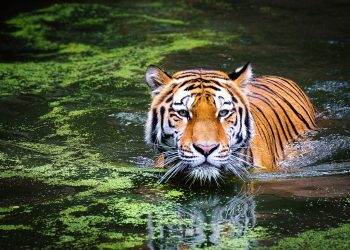 How Can You Predict the Weather by Observing Nature?