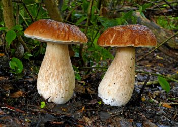 Can You Use Wild Edibles to Prevent Scavenger Wildlife from Encroaching on Your Camp?