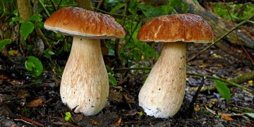 Can You Use Wild Edibles to Prevent Scavenger Wildlife from Encroaching on Your Camp?