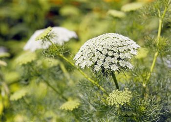 Can You Identify Poisonous Plants in the Wild?