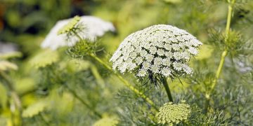 Can You Identify Poisonous Plants in the Wild?