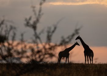 Have You Experienced the Magic of Night Hiking?