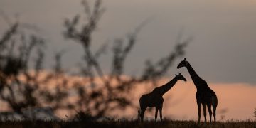 Have You Experienced the Magic of Night Hiking?