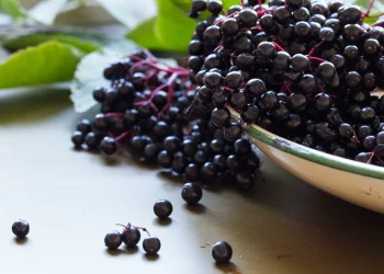 Can You Survive on Just Wild Berries for a Week?