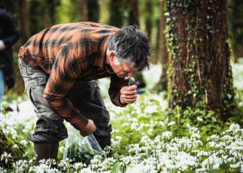 Is Traditional Foraging More Effective Than Modern Food Supplies?