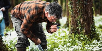 Is Traditional Foraging More Effective Than Modern Food Supplies?
